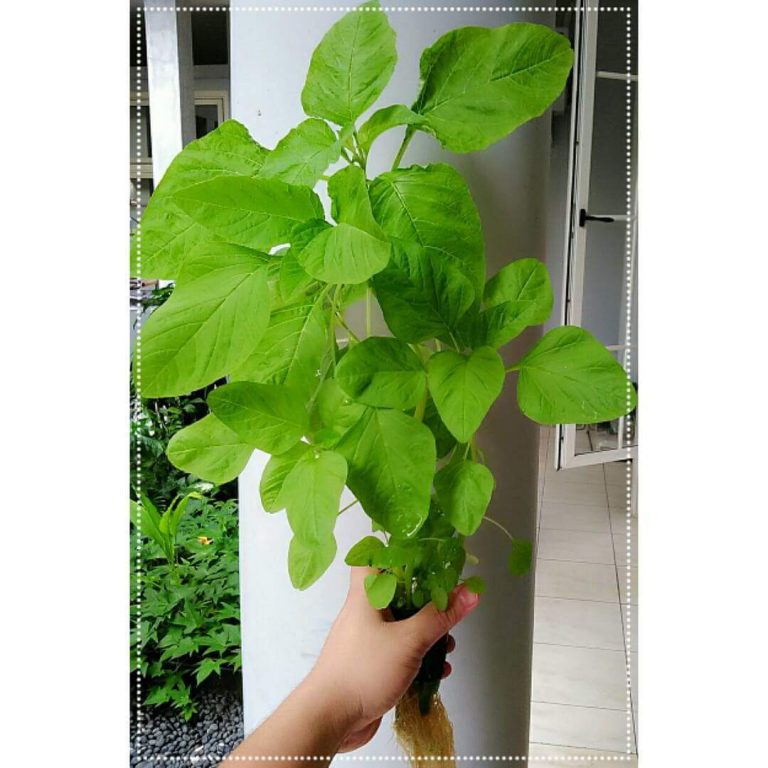 Spinach for your skin